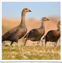 Upland Goose - Family